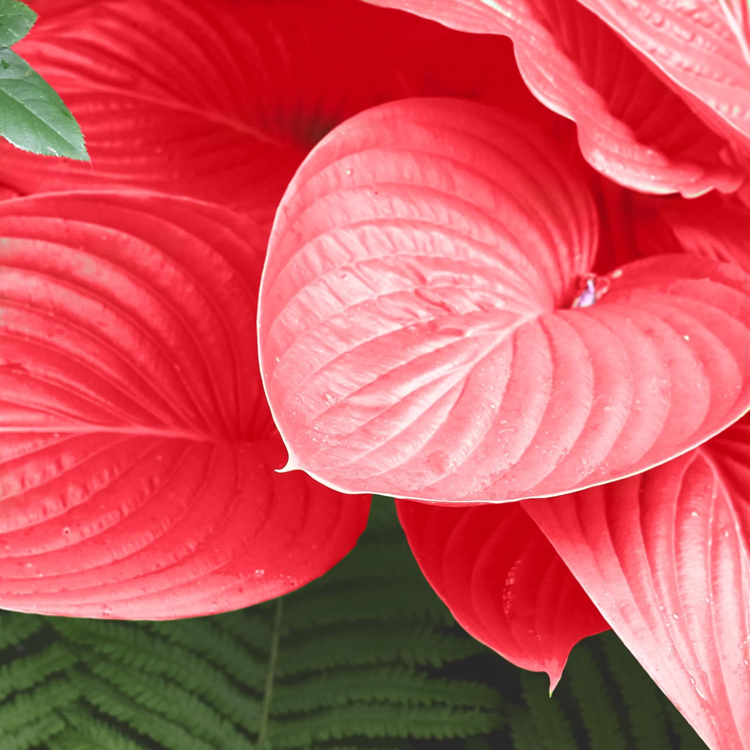 Red Hosta seeds shade loving perennial plants