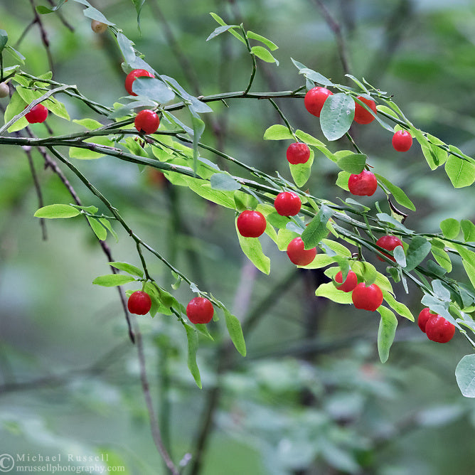 Planting Red Huckleberry Seeds - 100 pcs - Fruit Seeds