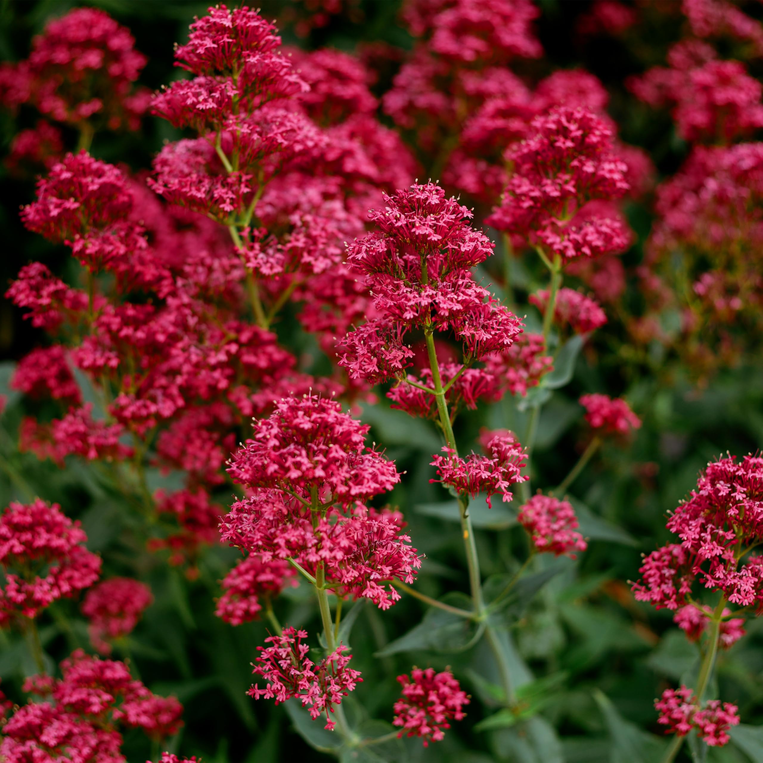 Red Jupiter’s Beard Flower Seeds for Vibrant Garden Blooms