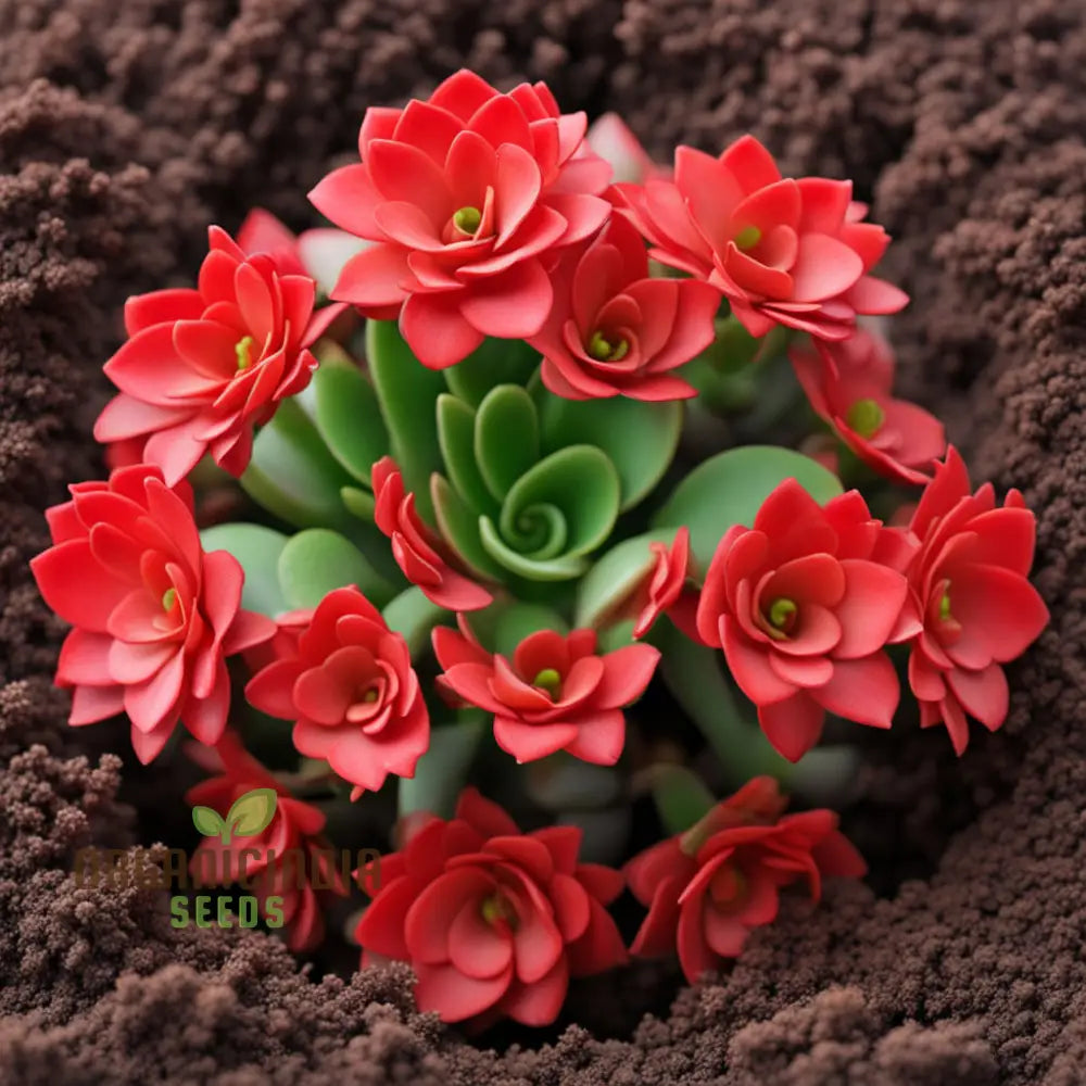 Red Kalanchoe Flower Seeds for Planting