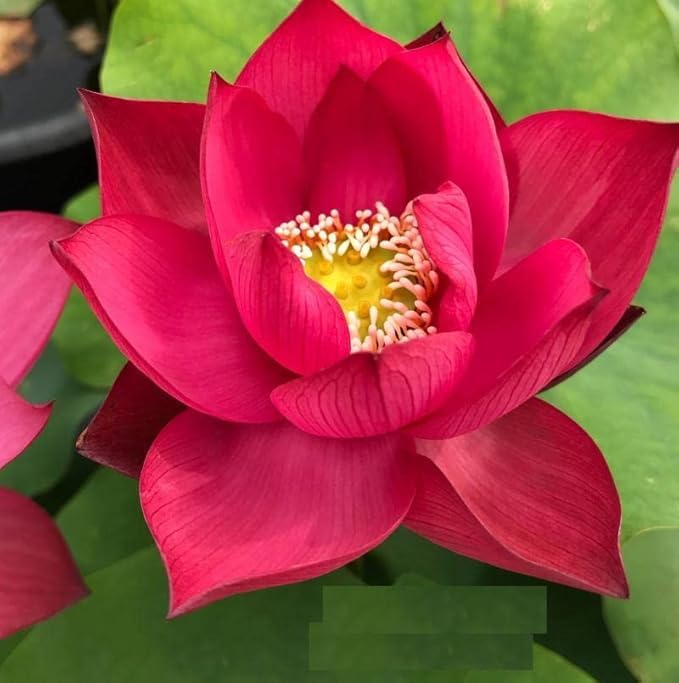 Red lotus flowers growing in pond