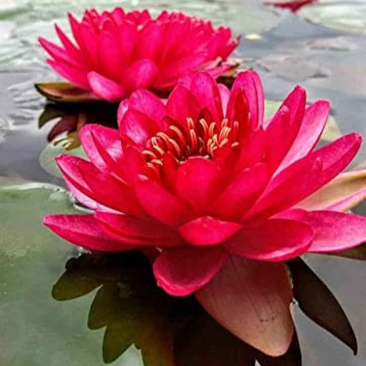 Red lotus flowers growing in pond