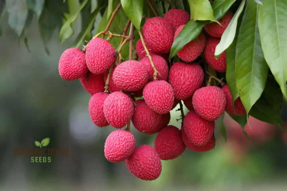 Red lychee seeds for planting in home and outdoor gardens