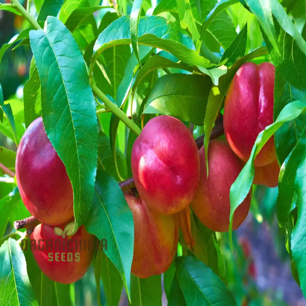 Red Nectarine Fruit Seeds for Planting – Grow Sweet Nectarine Trees