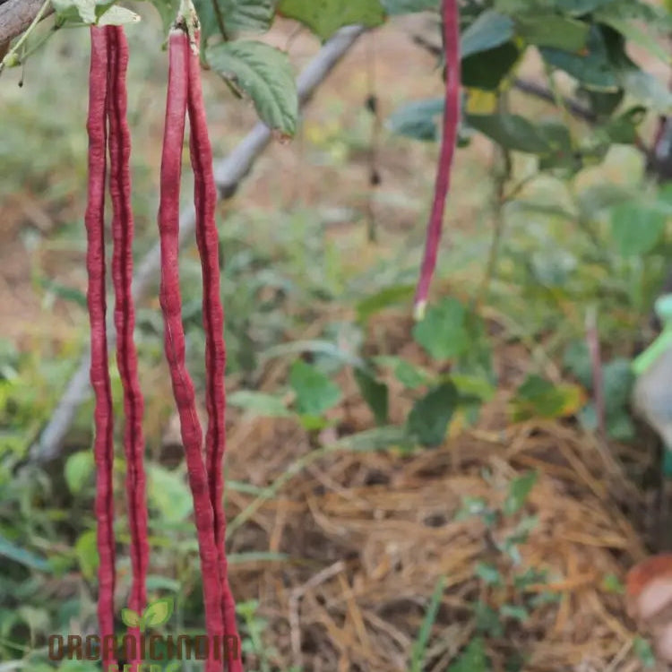 Mature Red Noodle Snake Bean Plant from Seeds, Vigorous Climbing Variety