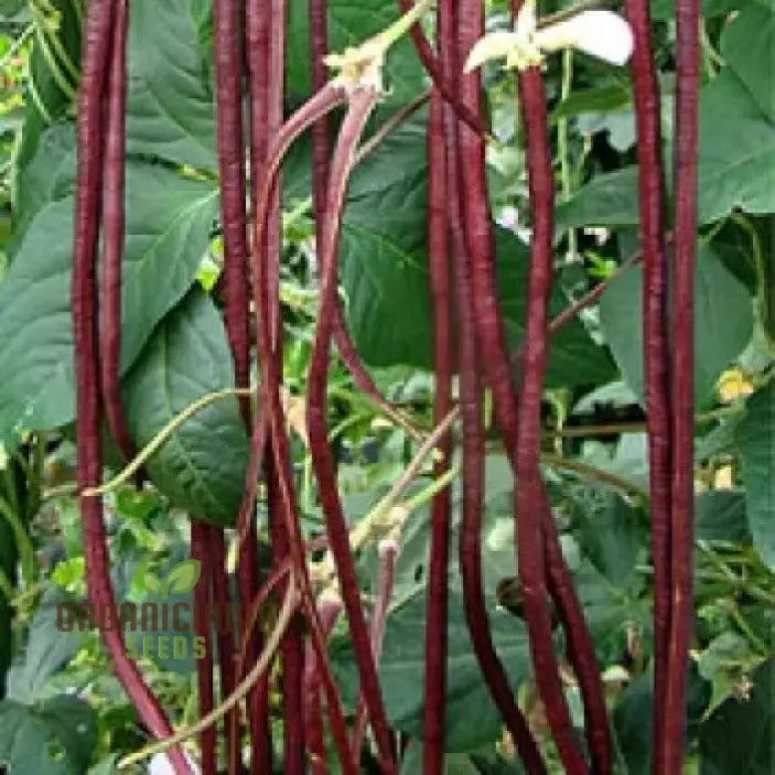 Red Noodle Snake Bean Seeds Packet, Non-GMO Climbing Bean Seeds for Planting