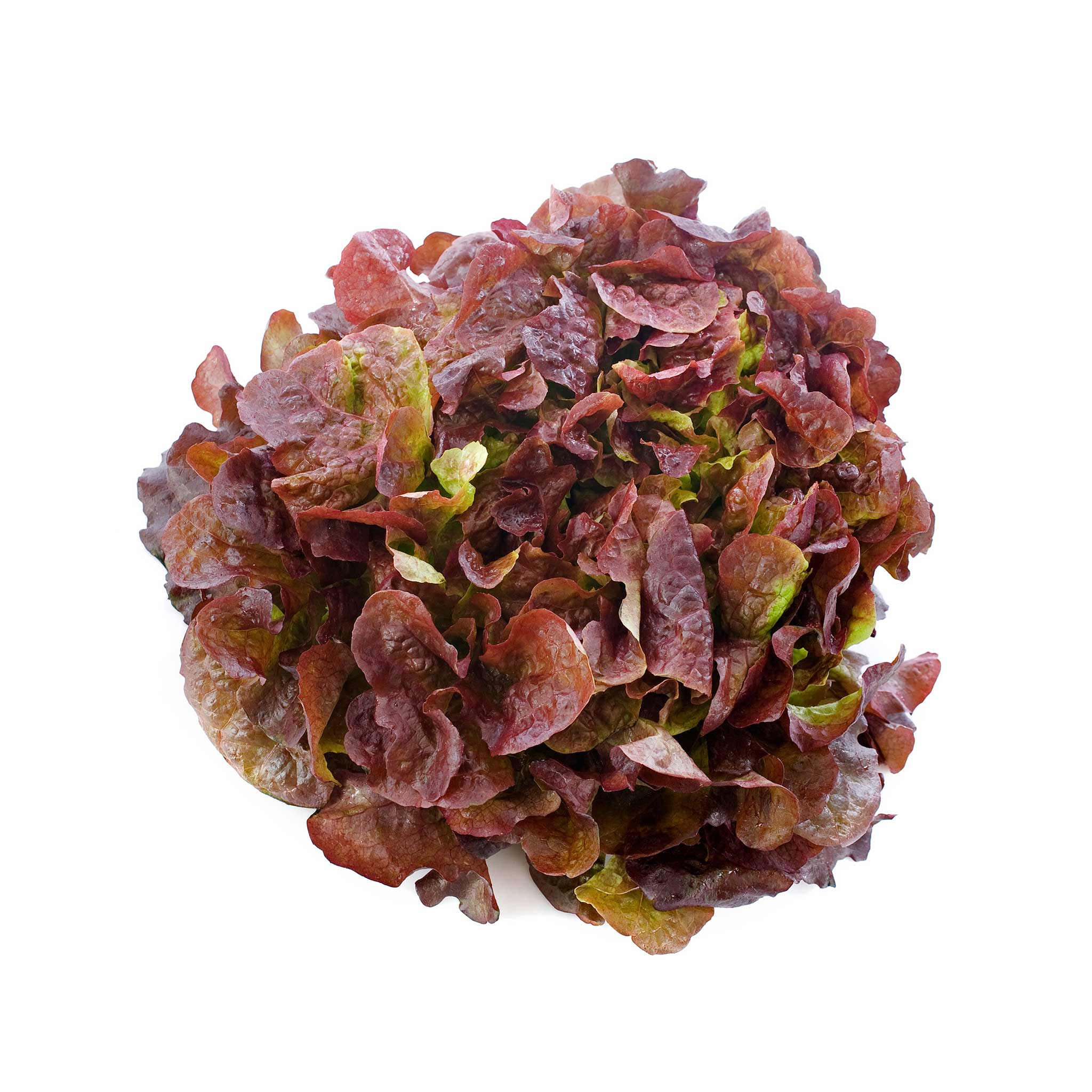 Mature Red Oakleaf Lettuce Plant from Seeds, Nutritious Leaf Greens