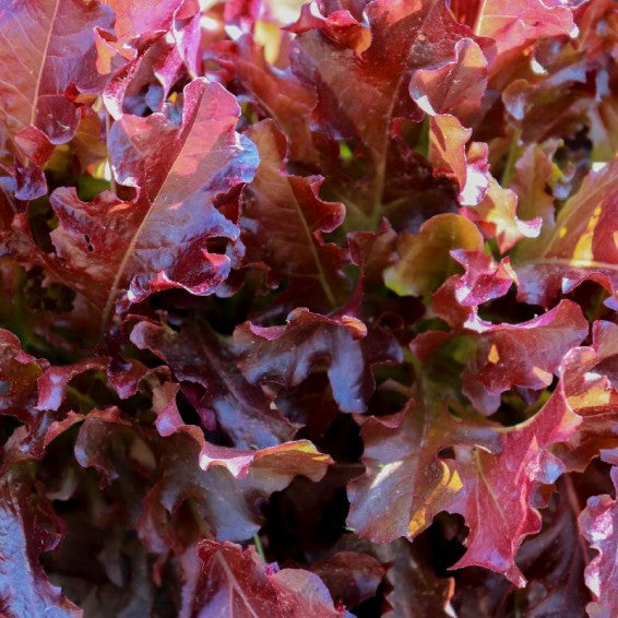 Red Oakleaf Lettuce Seedling from Seeds, Easy-to-Grow Garden Lettuce