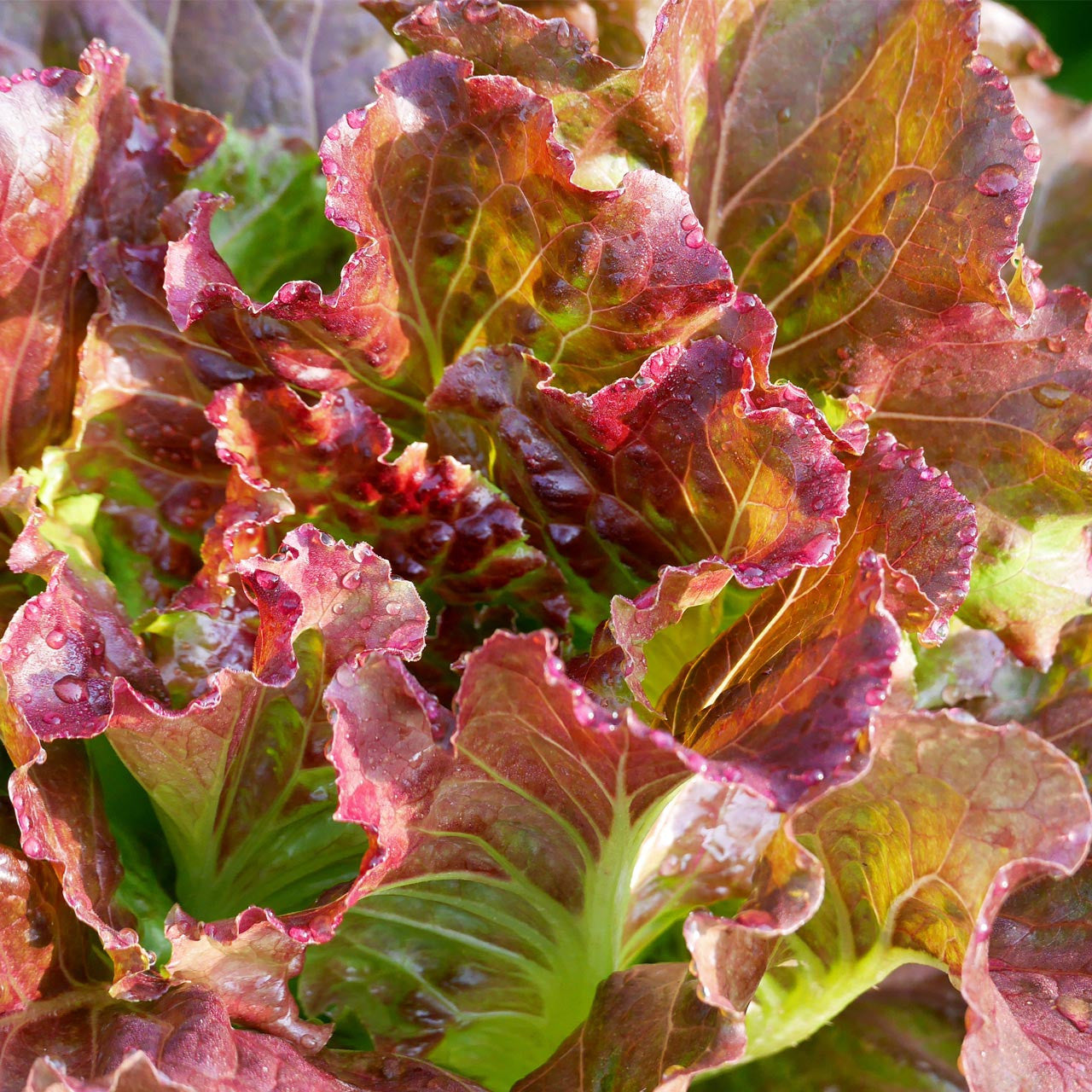 Red Oakleaf Lettuce Seeds for Home Gardens, Tender Leaf Greens