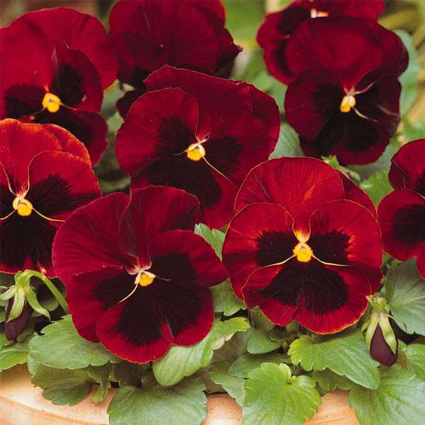 Red pansy seeds for planting with face pattern garden display