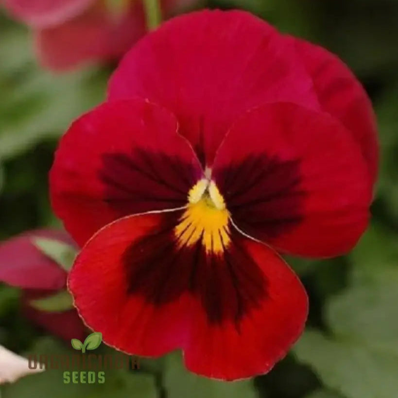 Red pansy seeds growing into healthy seedlings