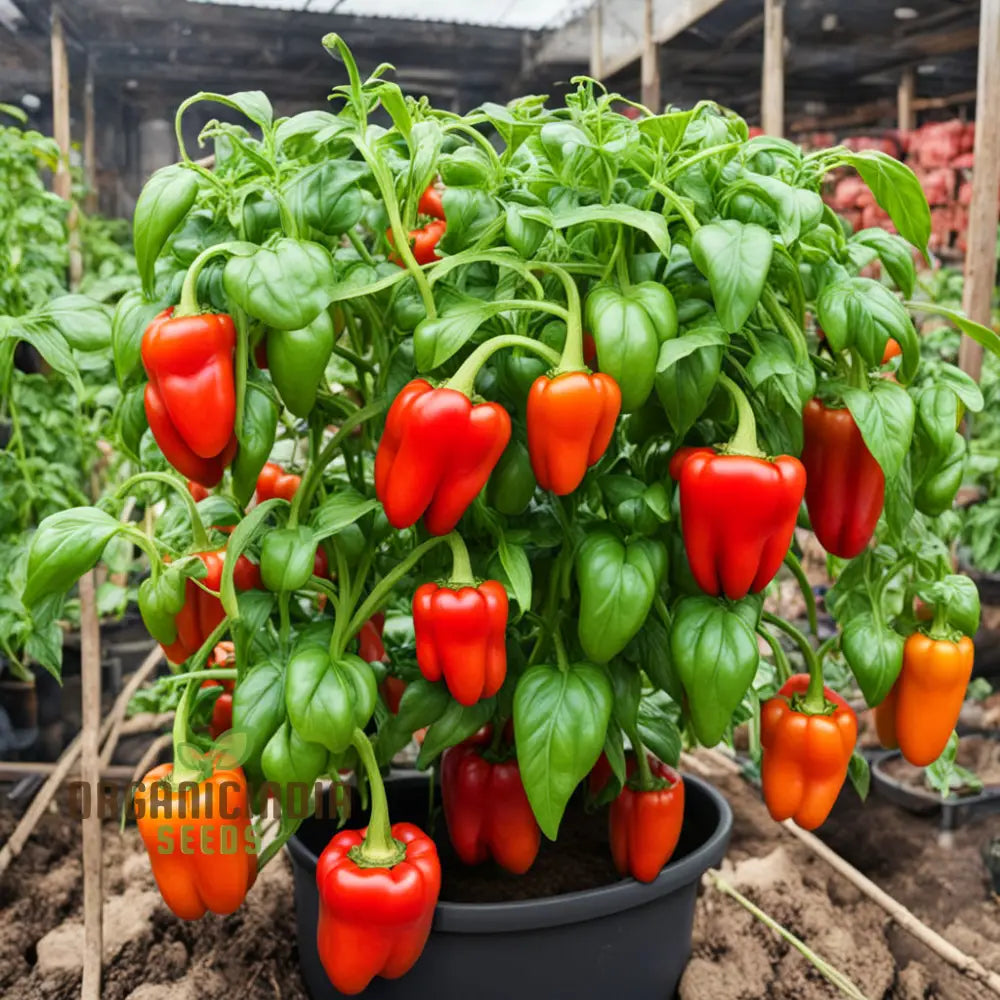 Red Pepper Seeds, Capsicum Seeds for Home Garden, High-Yield Peppers