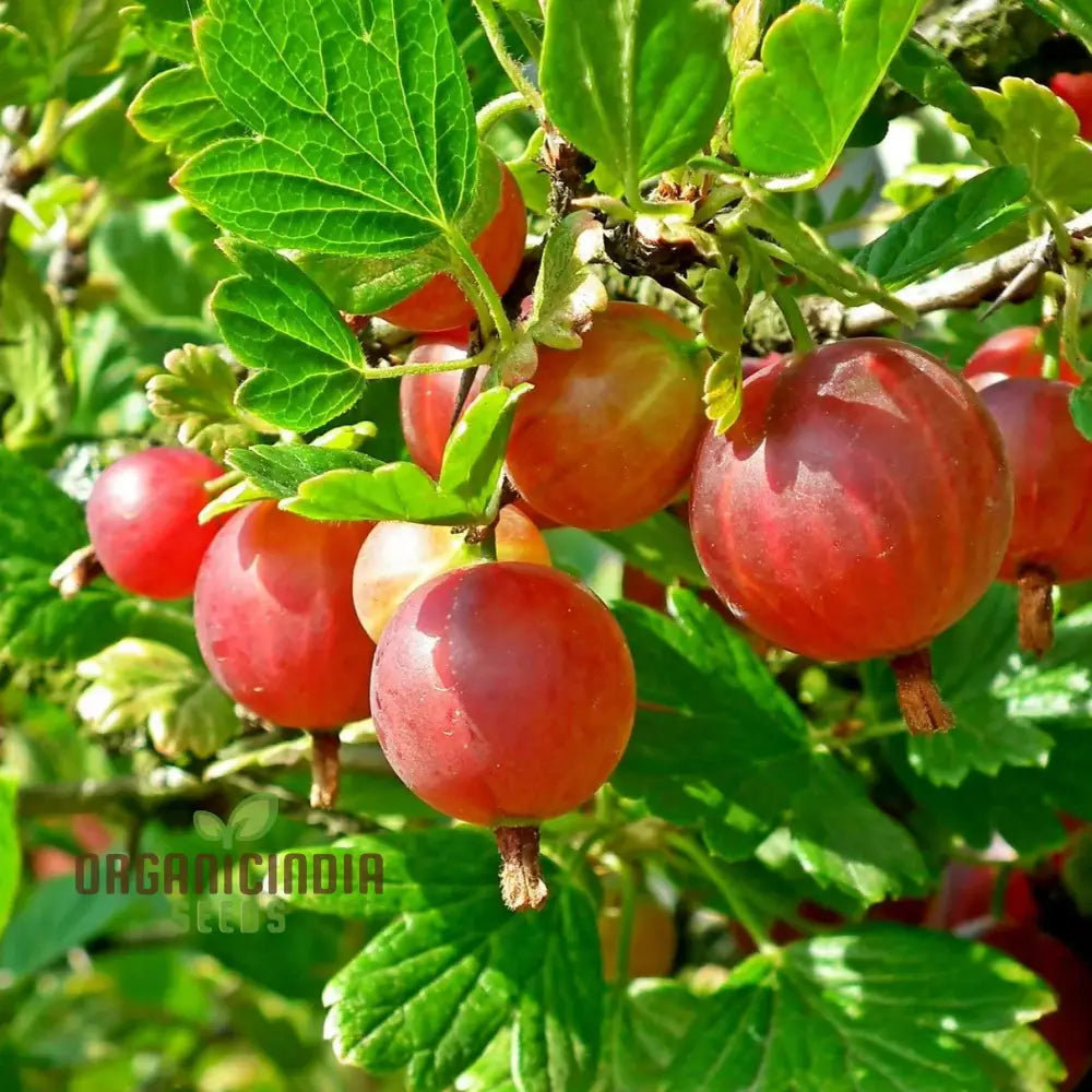 Red Pixwell Gooseberry Fruit Seeds For Planting – 100 Pcs