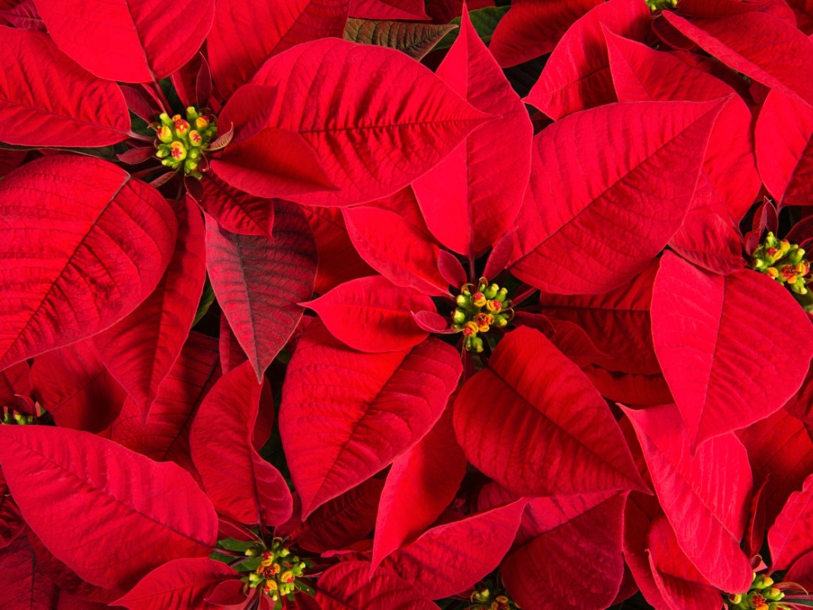 Red Poinsettia Flower Seeds for Planting