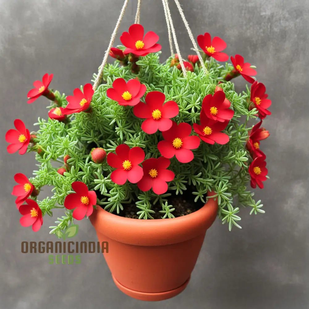 Red Portulaca Flower Seeds – Elevate Your Gardening With Resilient And Stunning Blooms Annuals
