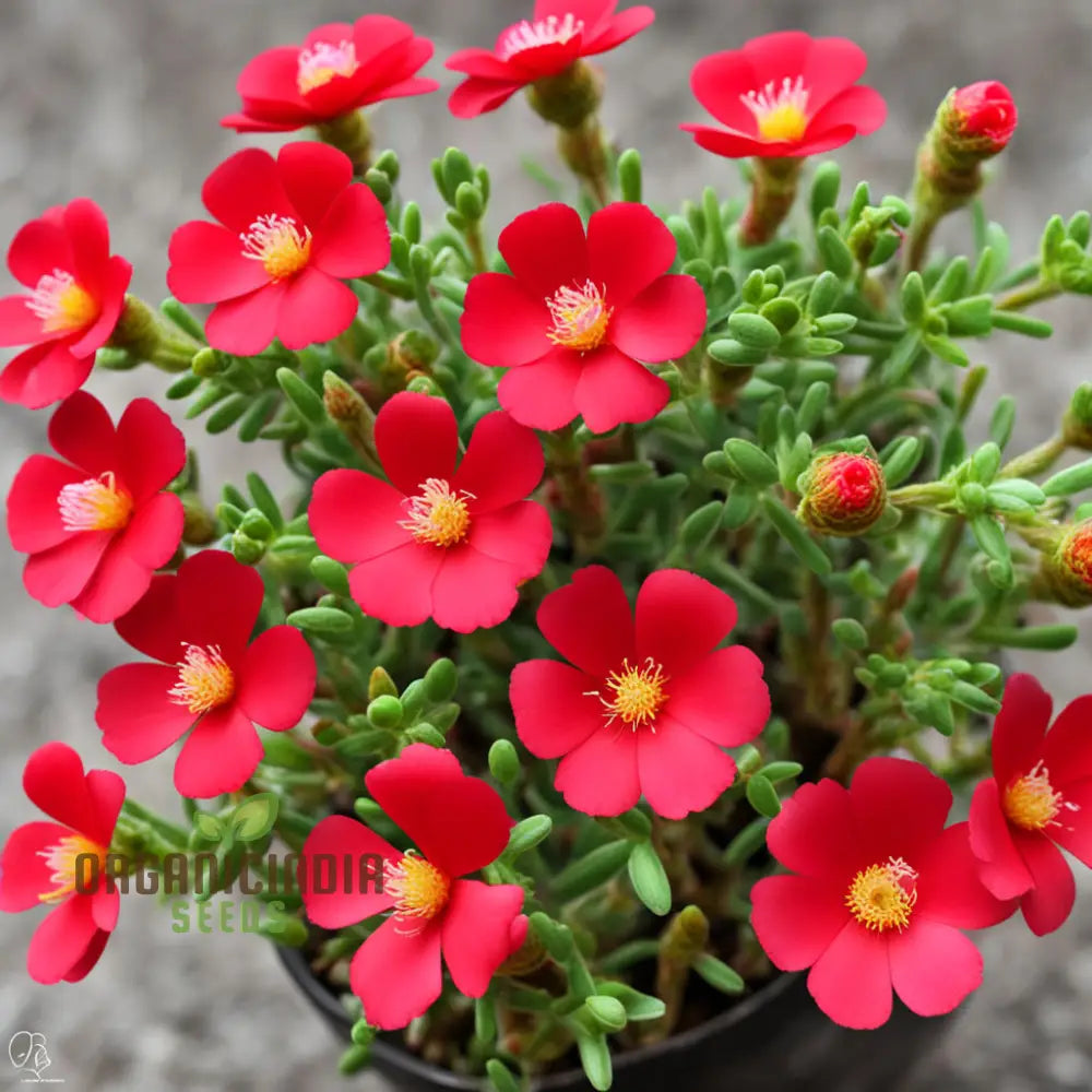 Red Portulaca Flower Seeds for Planting
