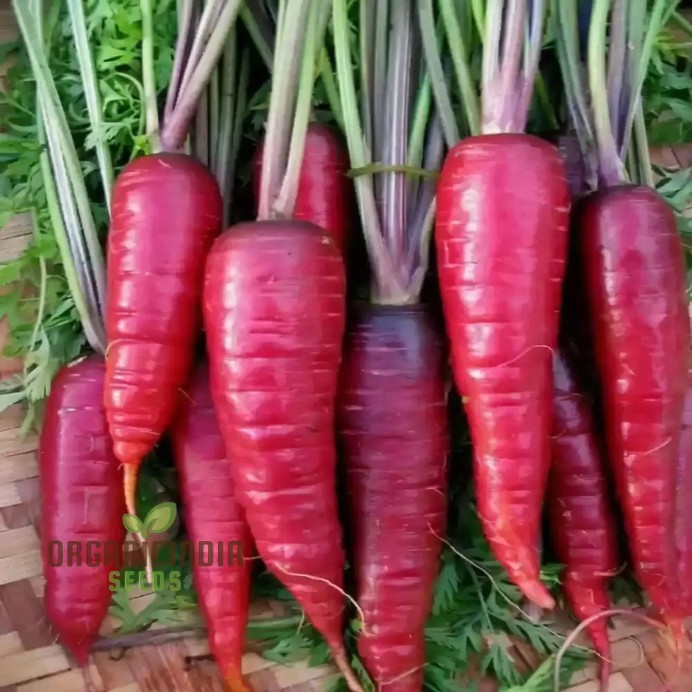 Harvested Red Radishes from Seeds, Homegrown Vegetable Seeds