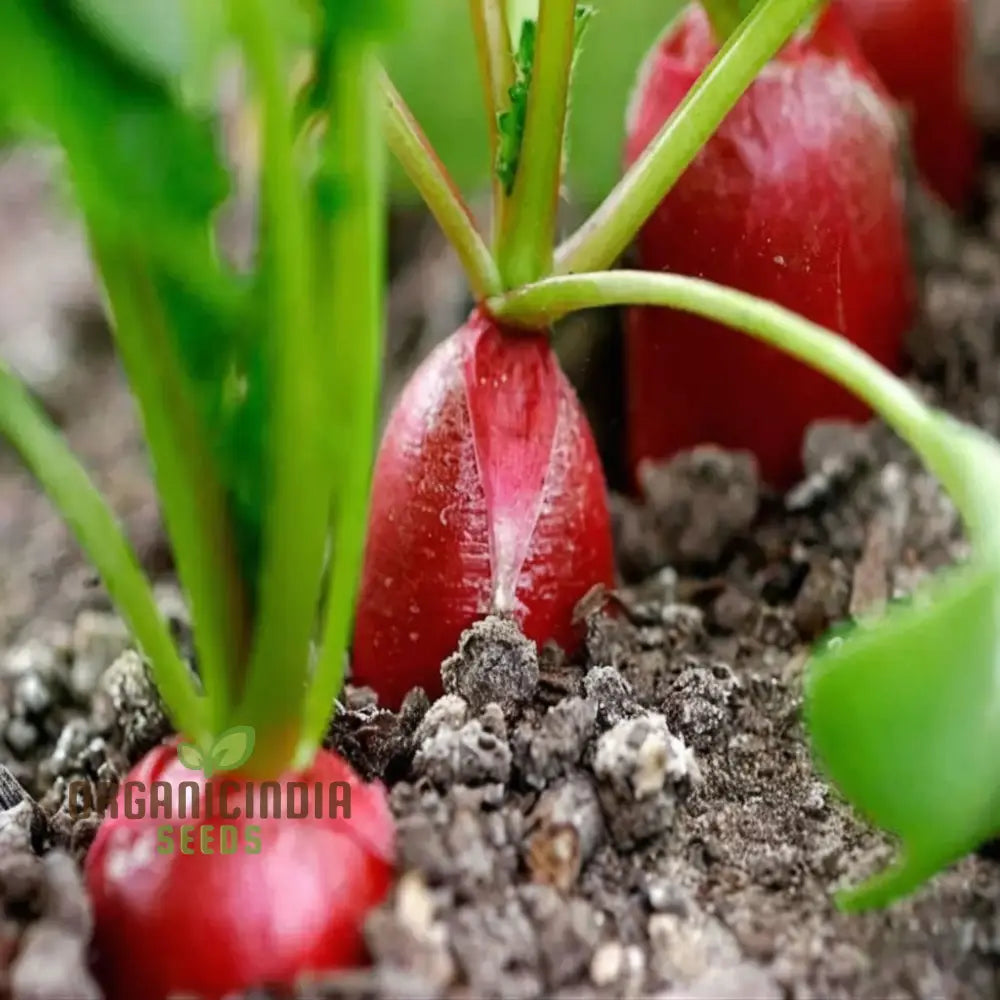 Mature Red Radish Plant from Seeds, Crisp and Flavorful Roots