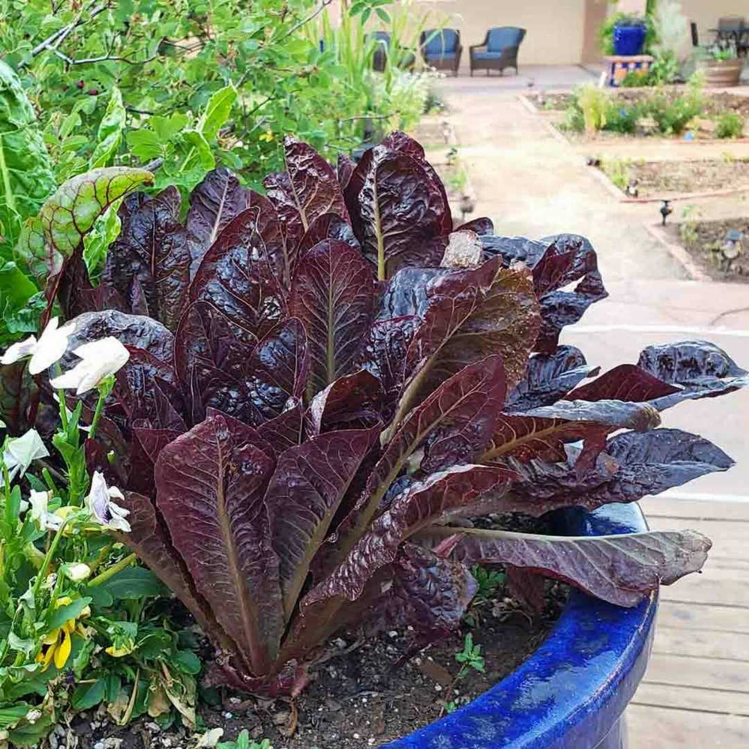 Red Romaine Lettuce Seedling from Seeds, Easy-to-Grow Garden Lettuce
