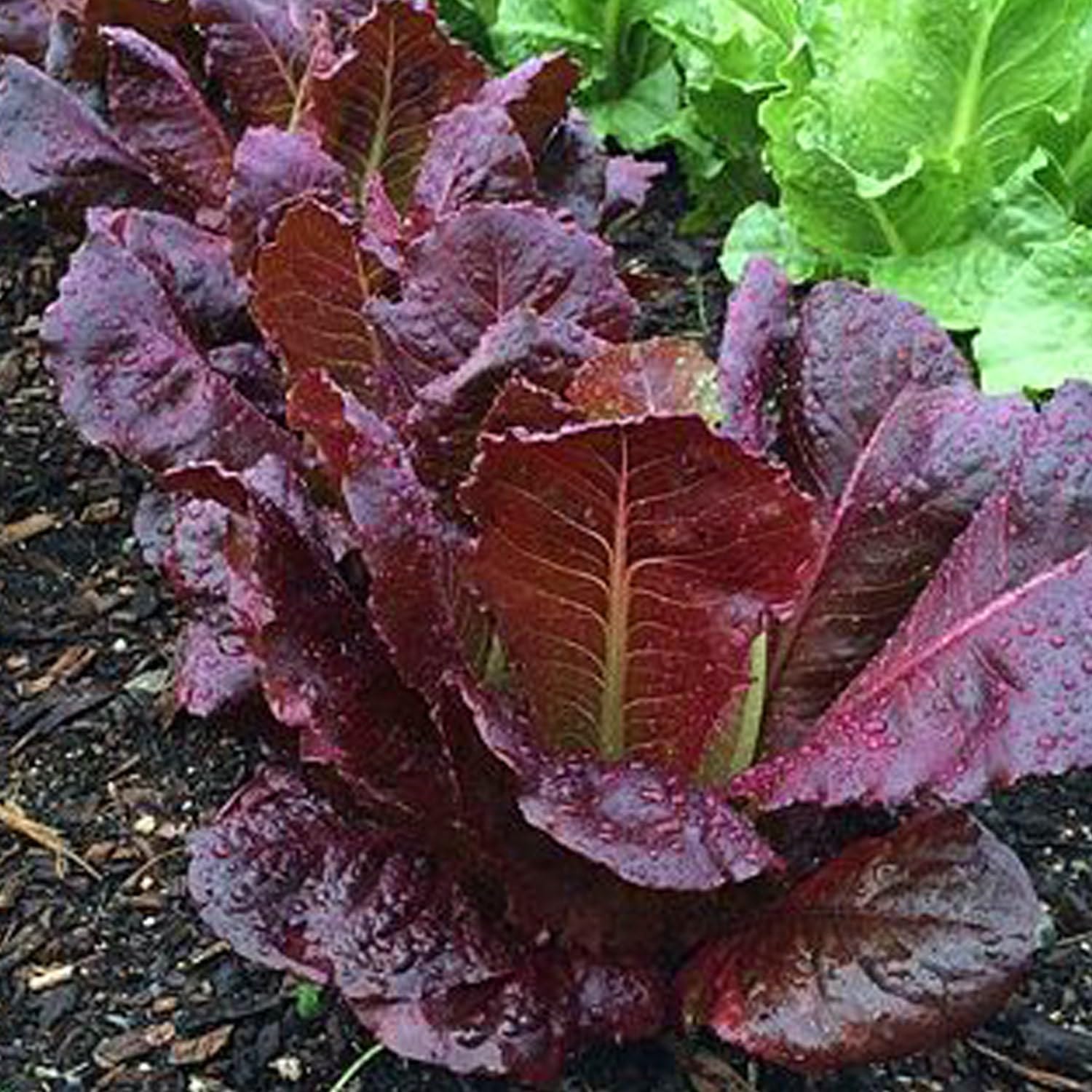 Red Romaine Lettuce Seeds for Home Gardens, Heirloom Leaf Greens