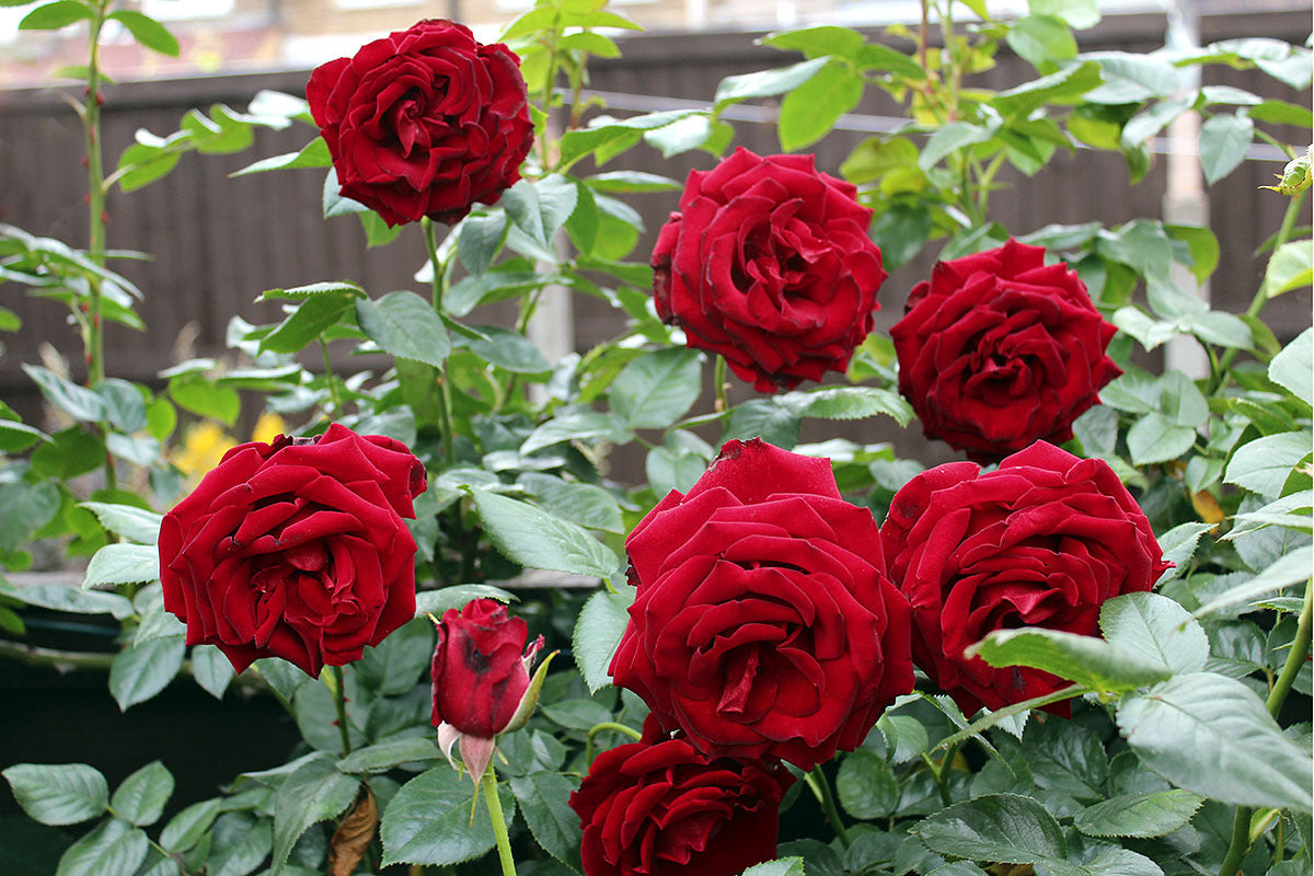Mature Red Rose Plant with Classic Romantic Blooms from Seeds
