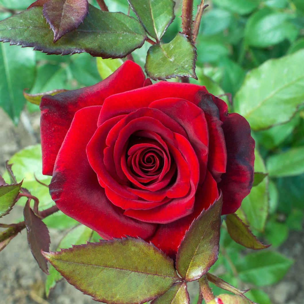 Red Rose Seedling Growing from Seeds, Easy-to-Grow Garden Flower