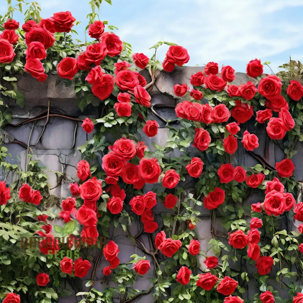 Red rose vine seeds for vertical gardening