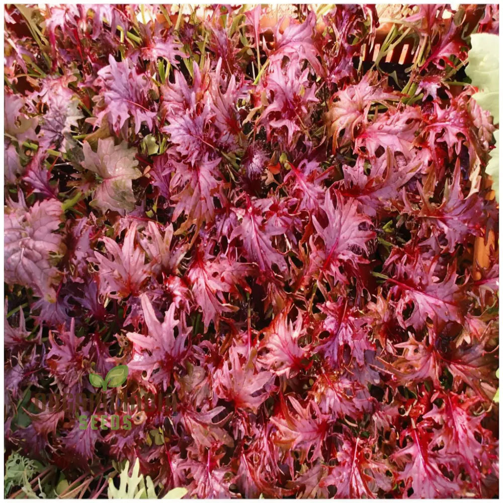 Red Ruble Kale Seeds for Garden, Easy-to-Grow Nutrient-Rich Greens