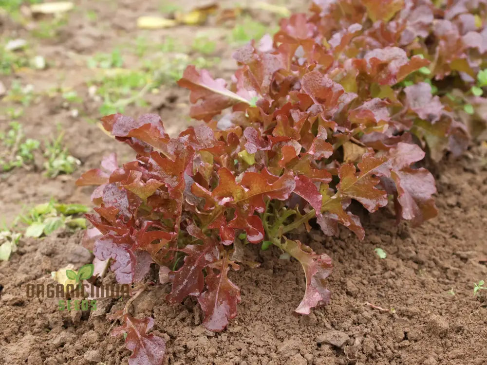 Closeup of Red Salad Bowl Lettuce from Seeds, Vibrant and Fresh Garden Lettuce