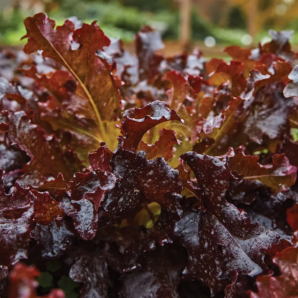 Mature Red Salad Bowl Lettuce Plant from Seeds, Fresh Organic Leaf Greens