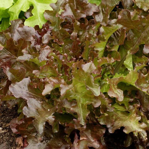 Red Salad Bowl Lettuce Seedling from Seeds, Easy-to-Grow Garden Lettuce