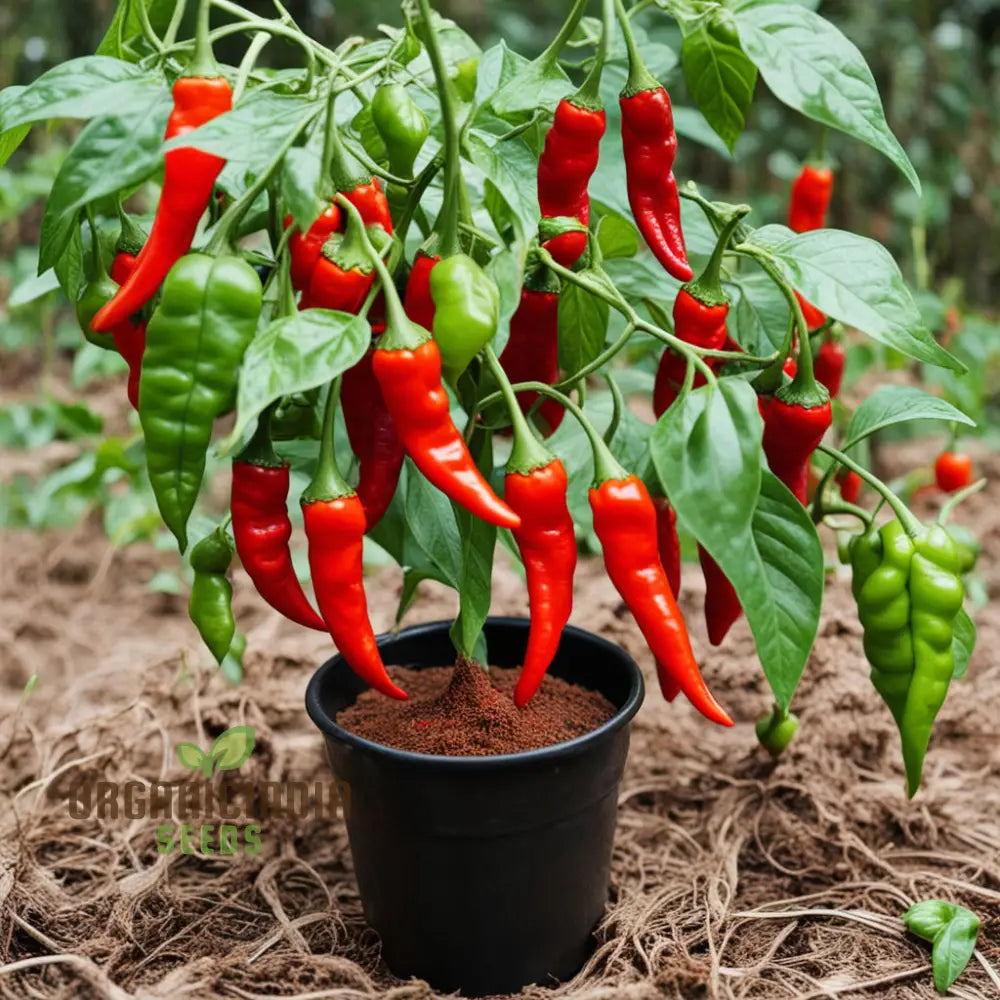 Red Scotch Bonnet Seeds for Planting, Hot Pepper Seeds for Garden