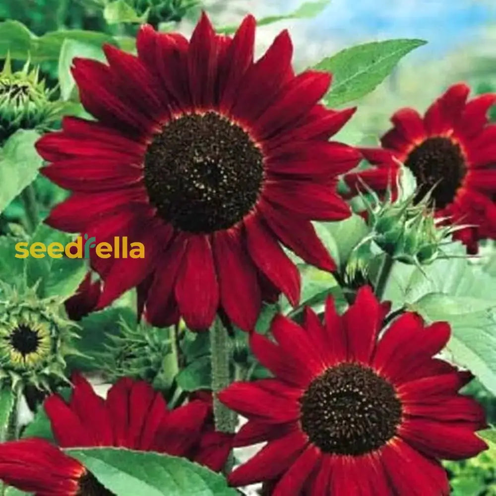 Red Sunflower Seeds for High Blooming Flowering Plants