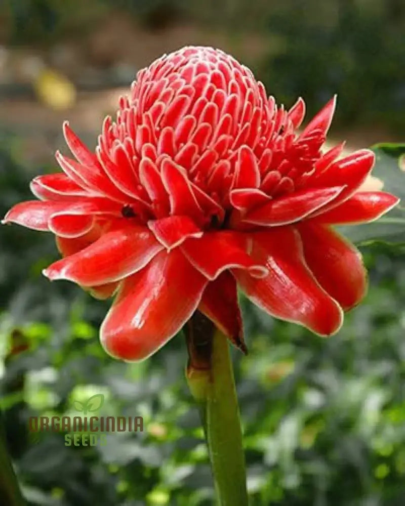 Red Torch Ginger flower seeds exotic tropical blooms