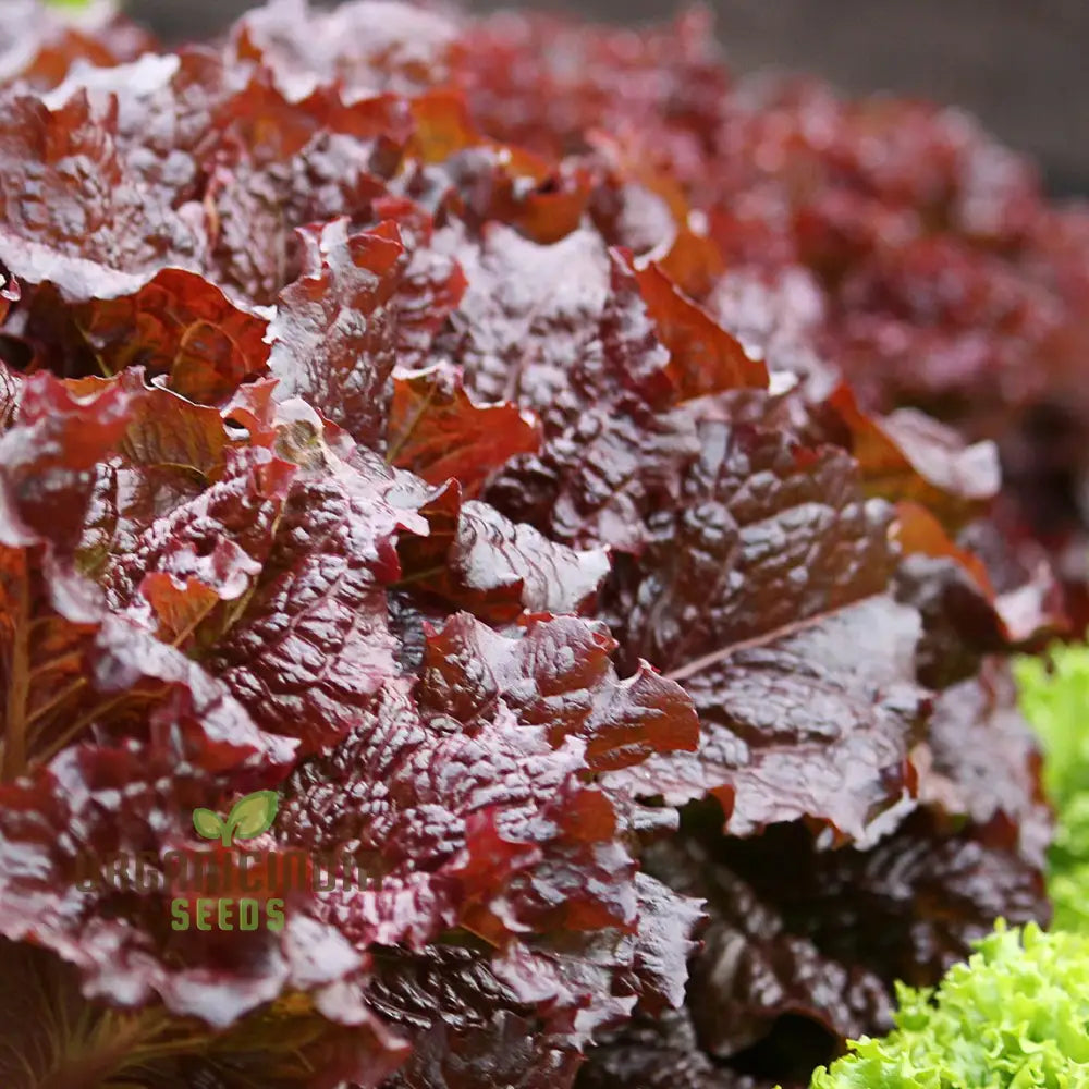 Mature Red Velvet Lettuce Plant from Seeds, Crisp and Vibrant Red Leaves