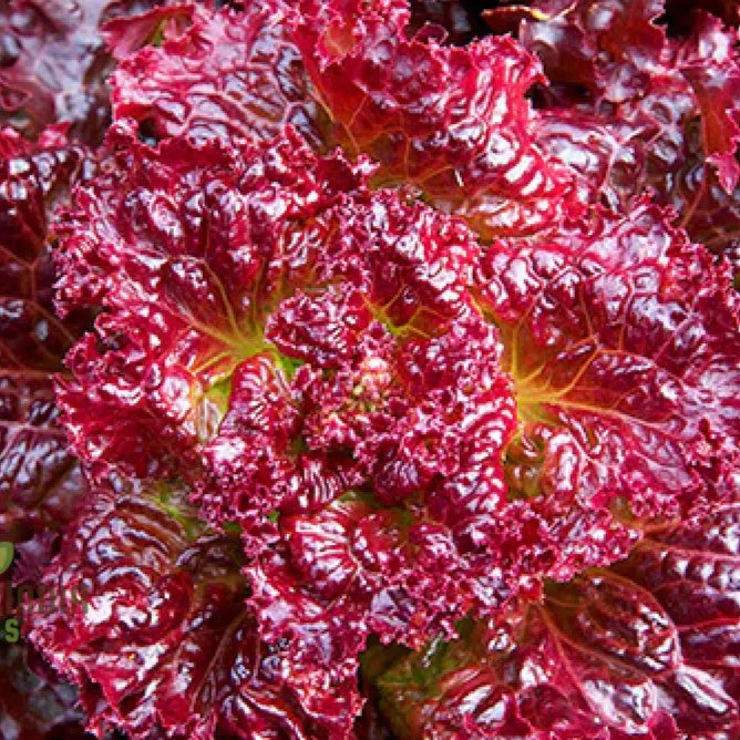 Red Velvet Lettuce Seeds for Garden, Easy-to-Grow Salad Greens