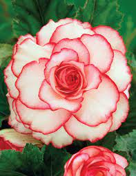 Red and White Begonia Flower Seeds for Bi-Color Blooms and Garden Planting