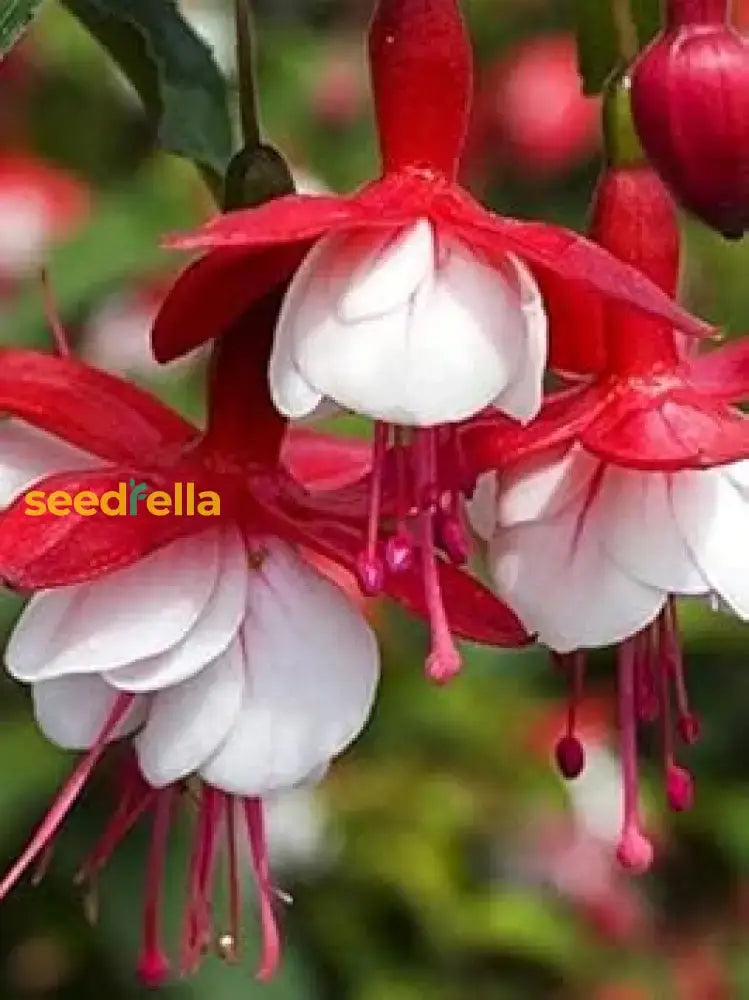 Red and White Fuchsia Seeds for Planting