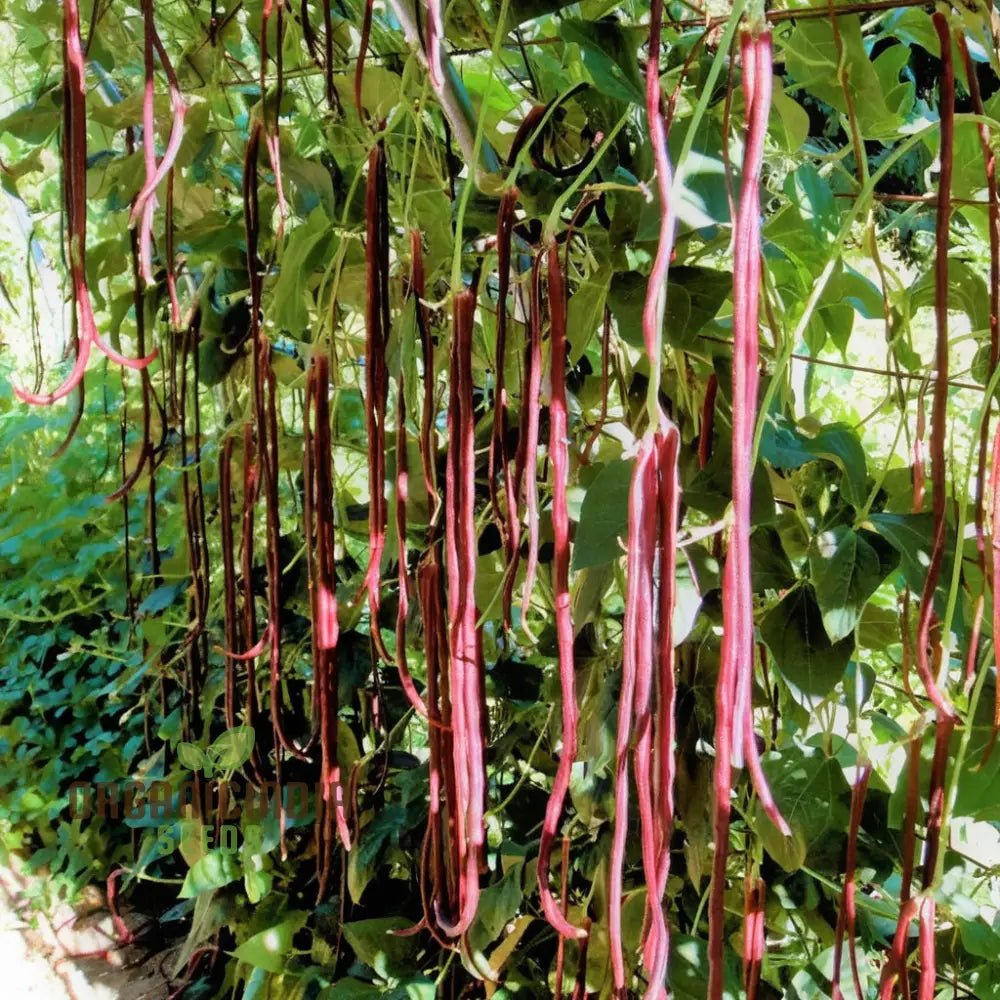 Red Yard Long Bean Seeds for Home Garden, Heirloom Climbing Beans