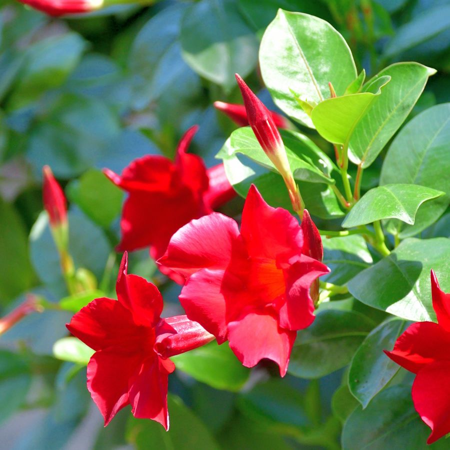Red Mandevilla seeds for planting with vibrant red vine blooms