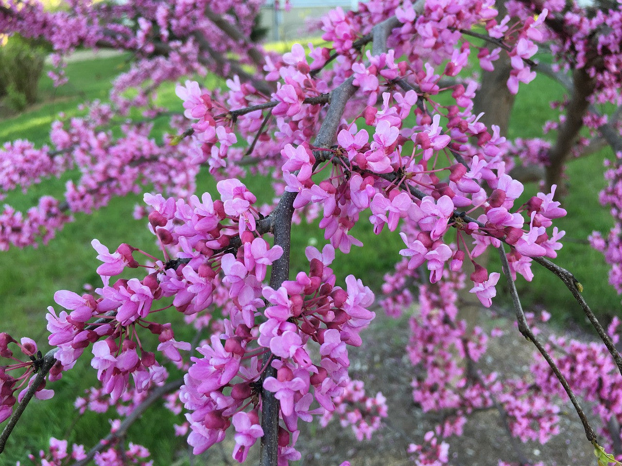 Close Up of Eastern Redbud Branch with Pink Blossoms