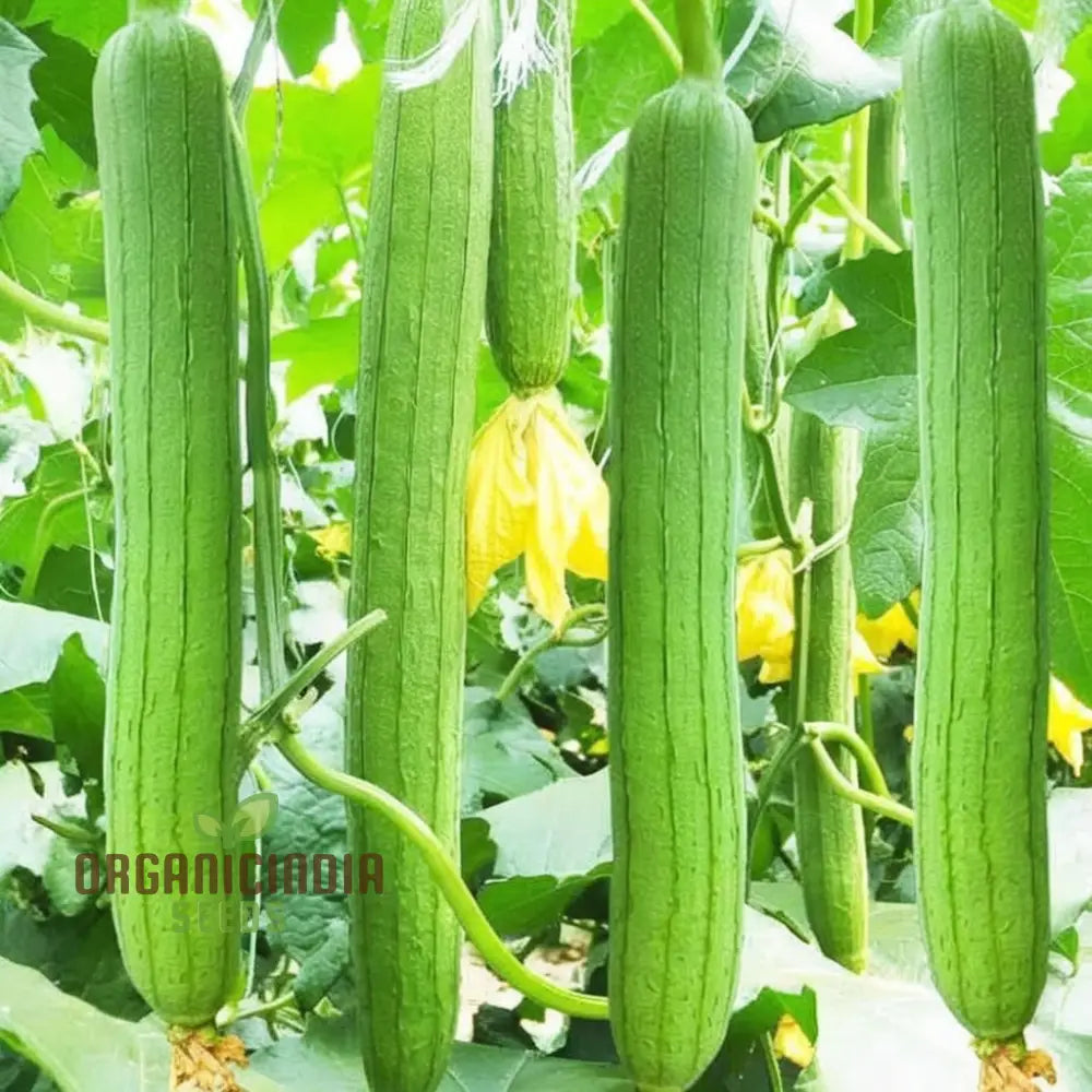 Resilient Loofah Seeds for Planting, Heat and Cold Tolerant Luffa Seeds