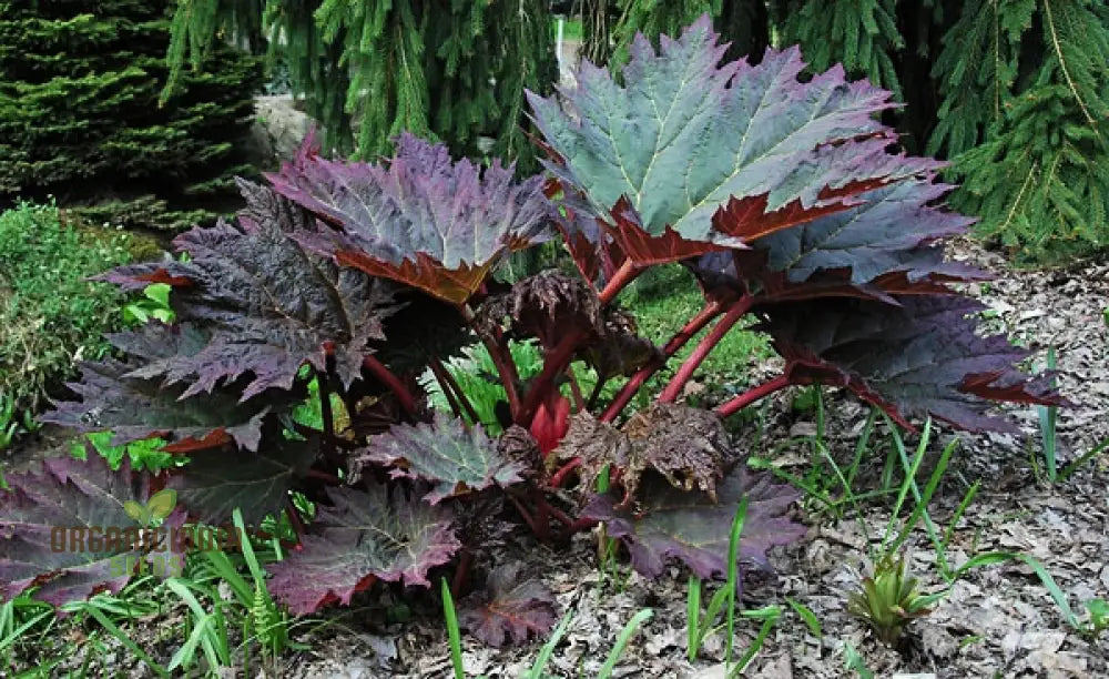 Rheum Palmatum Tanguticum Seeds for Planting Hardy Perennial Garden Plants