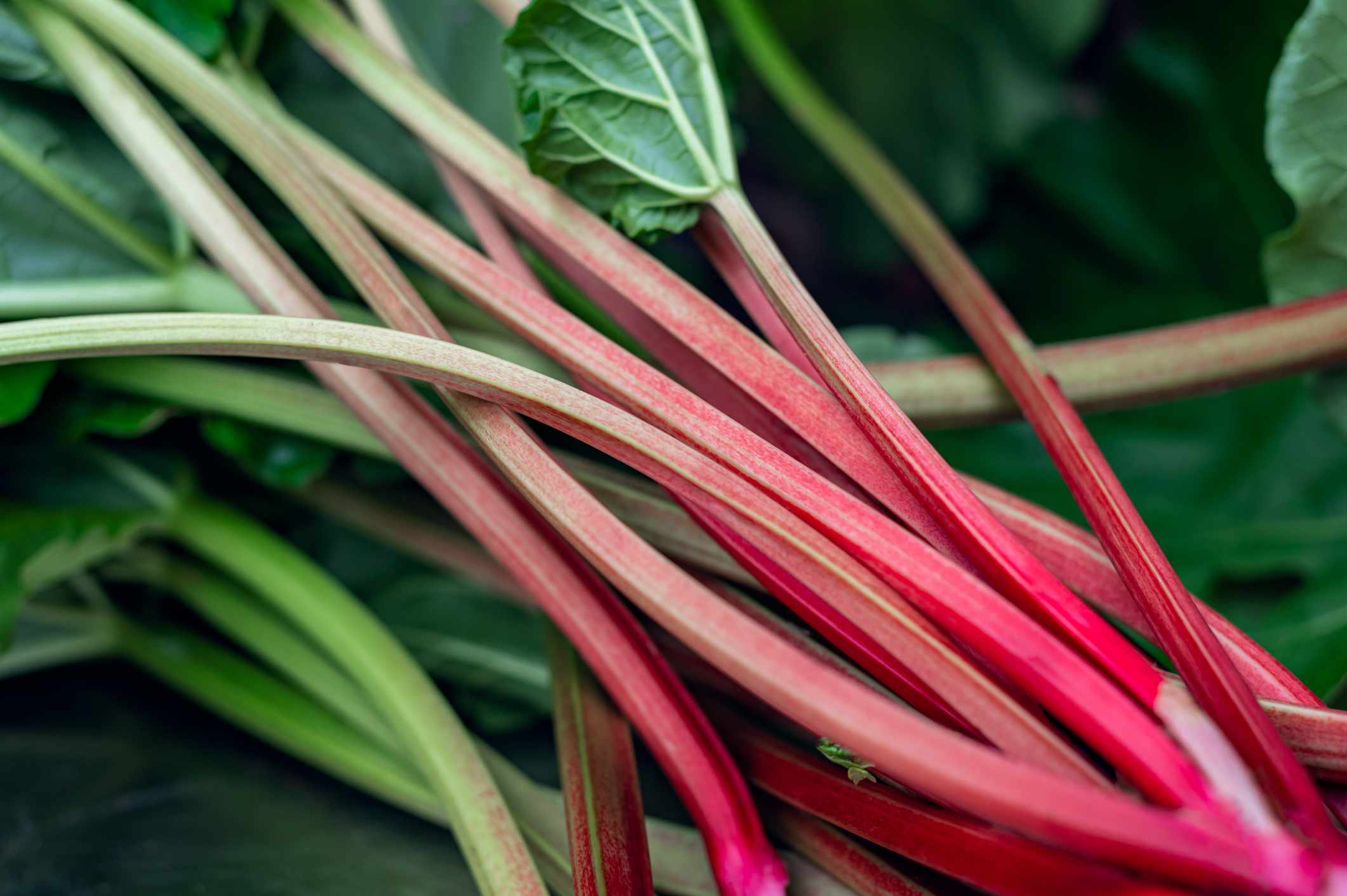 Leafy Rhubarb Plants Growing in Garden Bed from Seeds