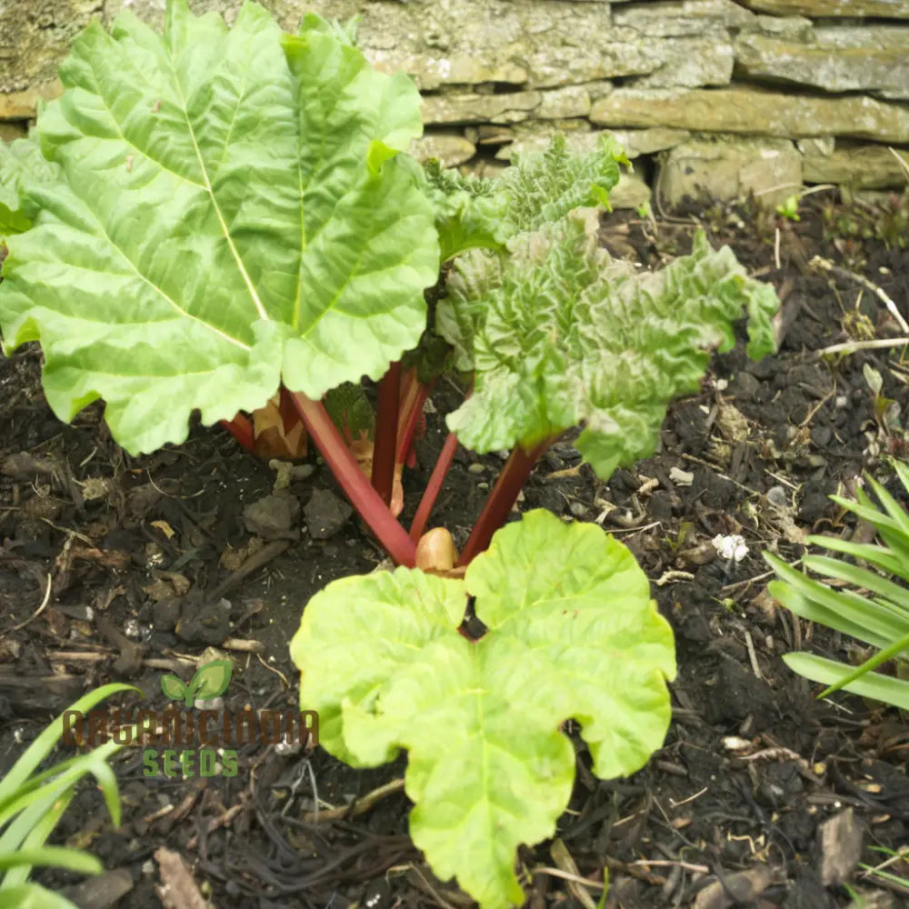 Harvested Leafy Rhubarb Stalks from Seeds, Thick and Flavorful Produce