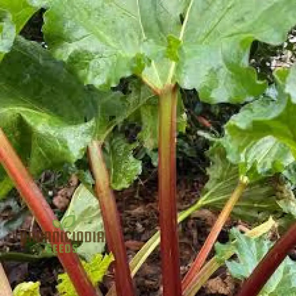 Mature Victoria Rhubarb Plant from Seeds, Upright and Clumping Growth