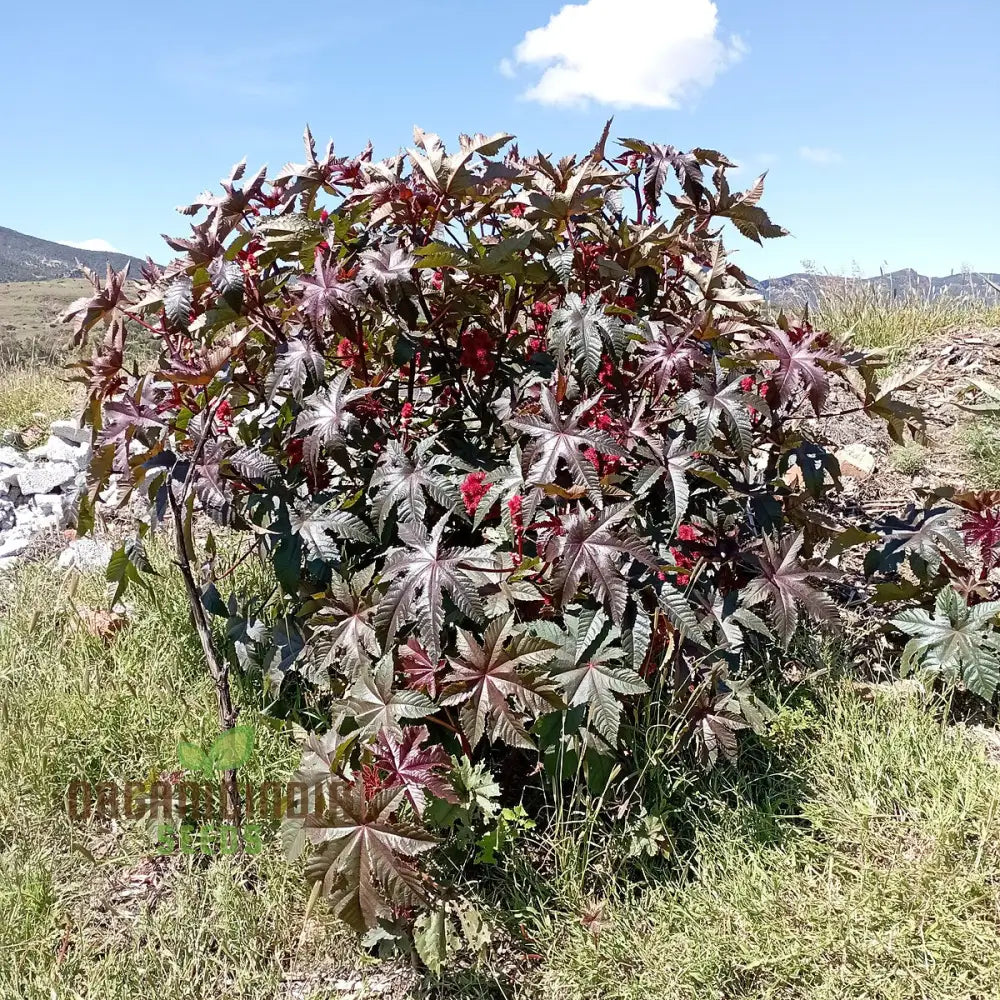 Mature Ricinus Carmencita Bright Red Plant, Lush Red Foliage and Seed Pods