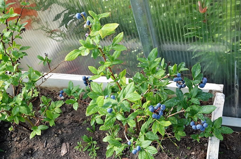 Ripe blueberries on high bush branches