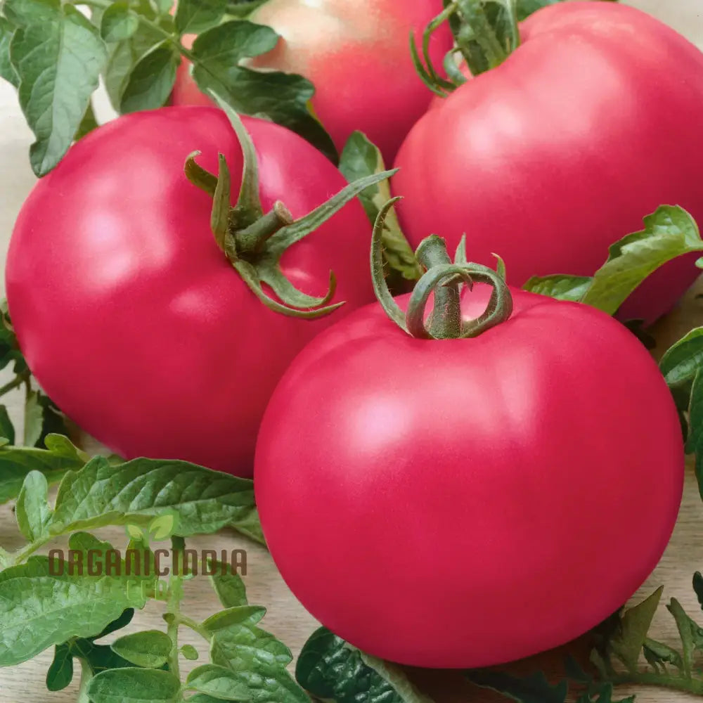 Harvested Pink Tomatoes from Chef’s Choice F1 Seeds