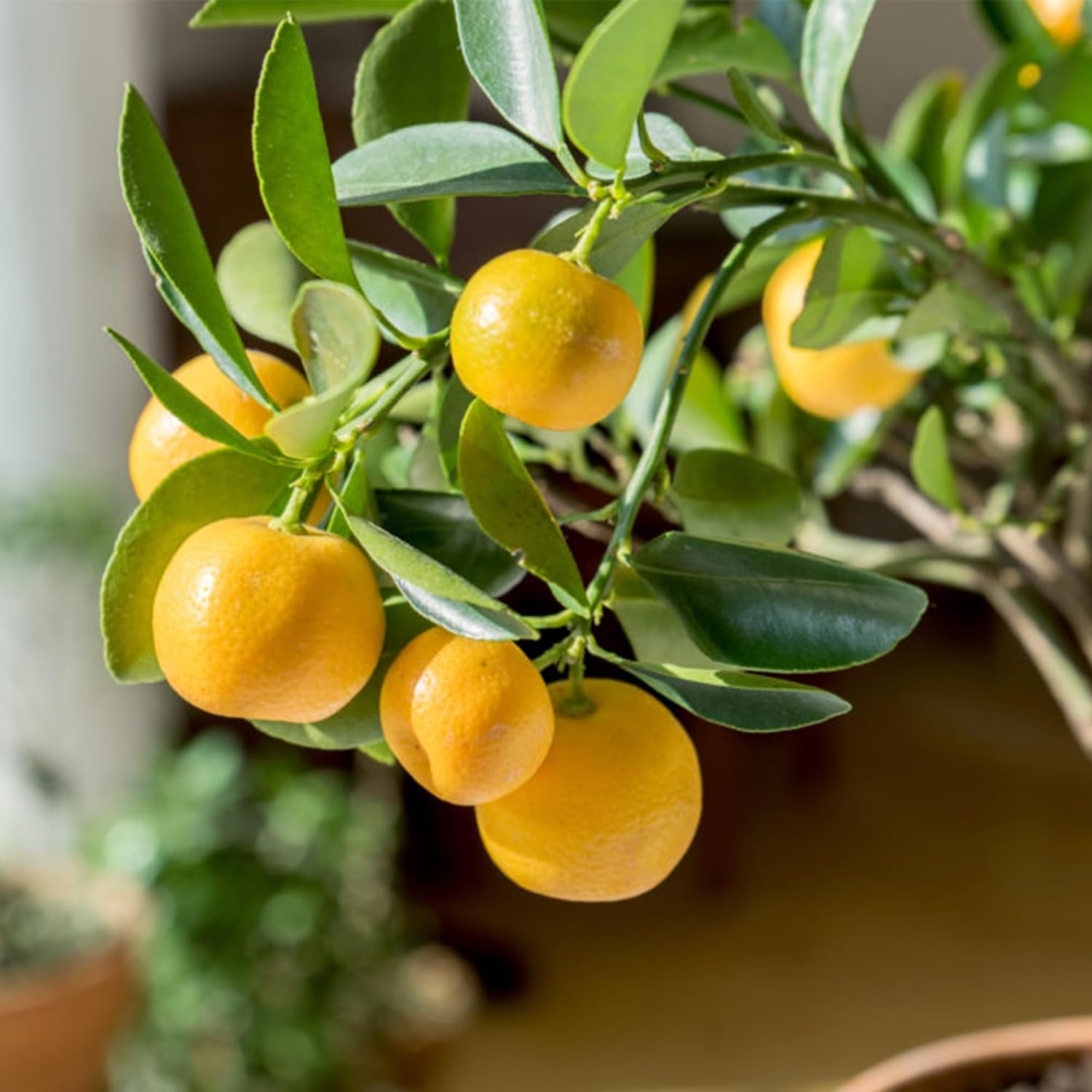 Ripe Yellow Lemons Growing on Dwarf Lemon Tree